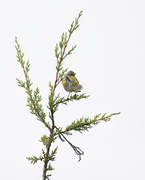 12th Jan 2023 - Yellow-rumped Warbler