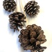 Still life (pine cones) by stuart46