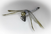 12th Jan 2023 - macro dragonfly
