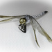 macro dragonfly by winshez