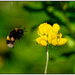 Bumblebee Weather by chikadnz