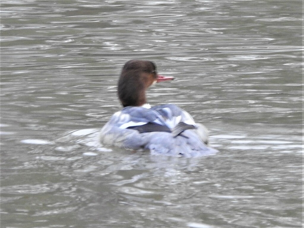 Goosander Female by oldjosh