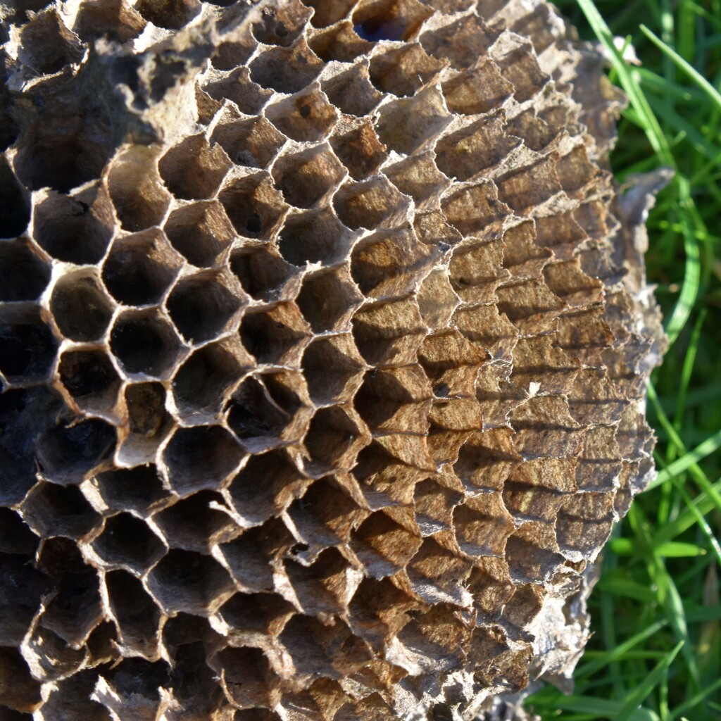 An abandonned wasps nest by anitaw