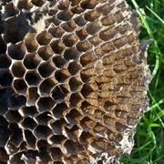 13th Jan 2023 - An abandonned wasps nest