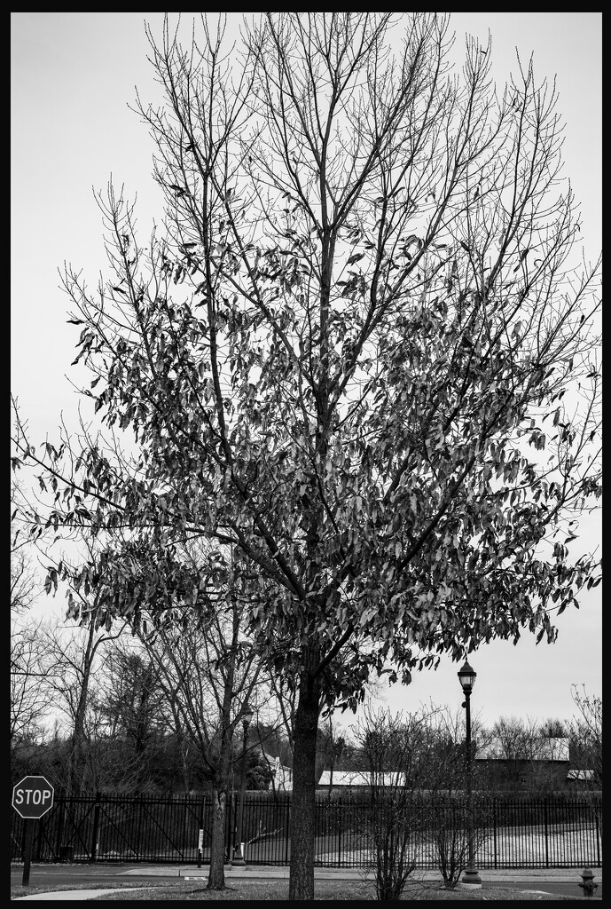 Stingy Tree by hjbenson