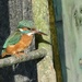 Kingfisher by wakelys