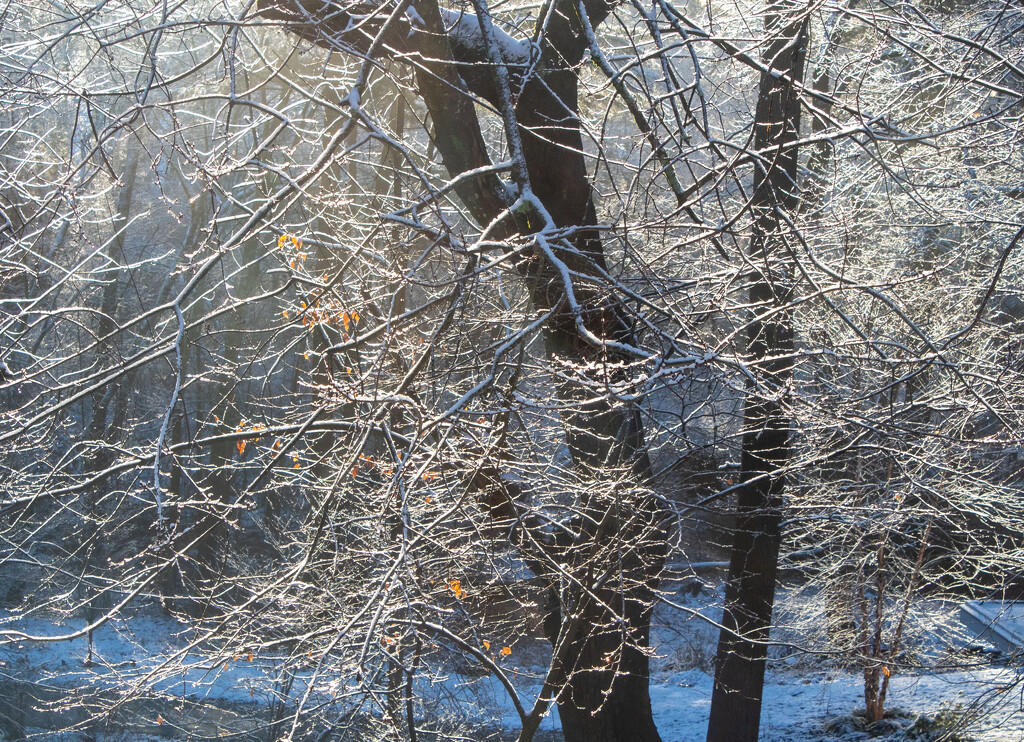 Winter Branches by tdaug80