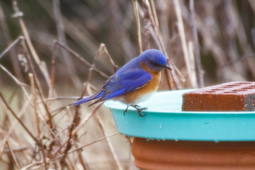 Eastern Bluebird through the window by randystreat