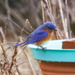 Eastern Bluebird through the window by randystreat
