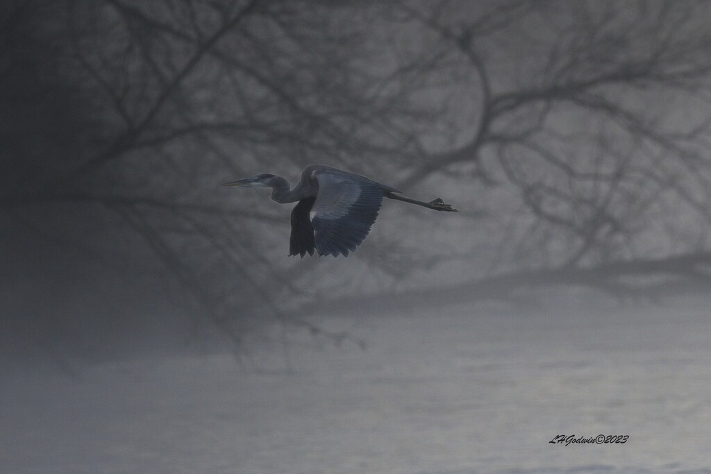 LHG_9152_ Gliding through the mist by rontu