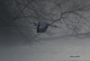 13th Jan 2023 - LHG_9152_ Gliding through the mist