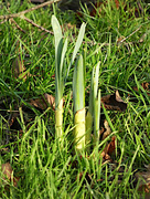 13th Jan 2023 - A Sign of Spring