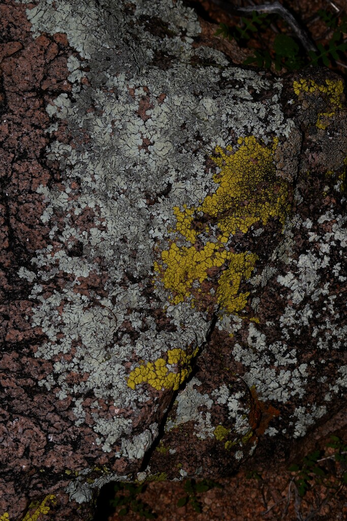 Lichen by sandlily