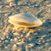 Seashells hold magic by danette