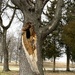 This tree is in trouble by tunia