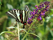 16th Jul 2022 - Zebra Swallowtail by any other name