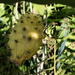 ripe dragon fruit by koalagardens