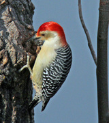 11th Jan 2023 - Jan 11 Red Bellied Woodpecker IMG_0165