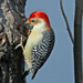 Jan 11 Red Bellied Woodpecker IMG_0165 by georgegailmcdowellcom