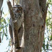 12th Jan 2023 - another Tawny frogmouth find