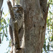 another Tawny frogmouth find by koalagardens