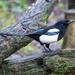 Magpie by pcoulson