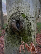 13th Jan 2023 - The Trees Have Eyes