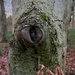 The Trees Have Eyes by gaillambert