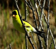 15th Jan 2023 - American Goldfinch