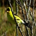American Goldfinch by teresa1291