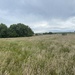 A Dorset Field by bill_gk