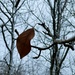 Lonely Last Leaf by essiesue