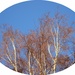 silver birch elipse by speedwell