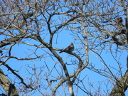 13th Jan 2023 - Bird in Tree 
