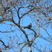 Bird in Tree  by sfeldphotos