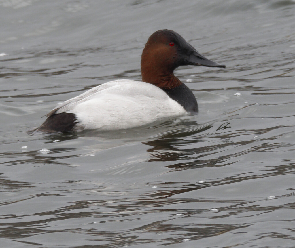 Canvasback  by rminer