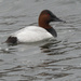 Canvasback  by rminer