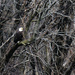 bald eagle  by rminer