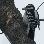 13th Jan 2023 - downy woodpecker