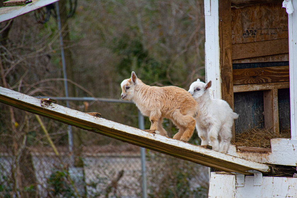 New twin goats... by thewatersphotos