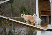 13th Jan 2023 - New twin goats...