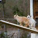 New twin goats... by thewatersphotos