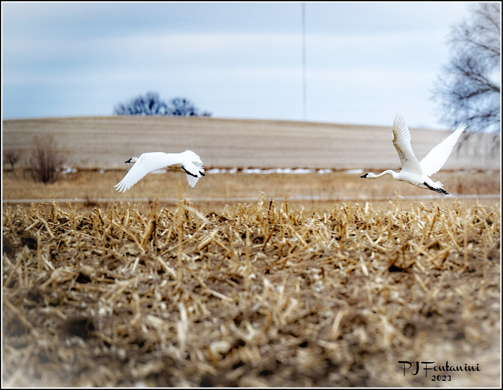 Trumpeter Swans by bluemoon