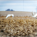 Trumpeter Swans by bluemoon