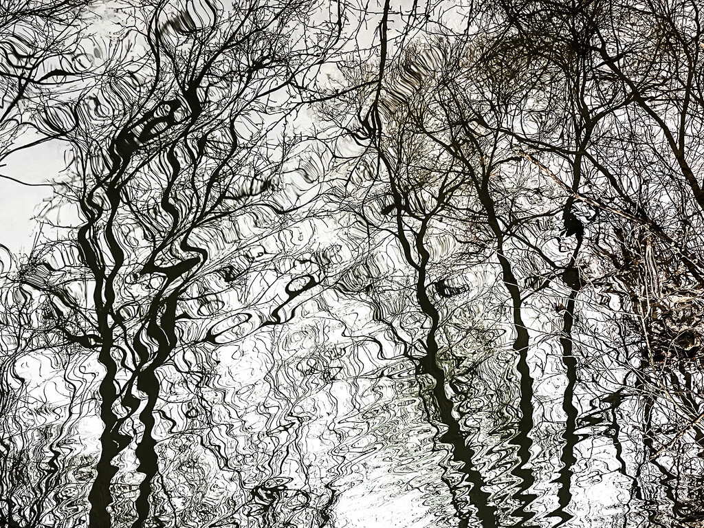 Tree Reflections by pdulis