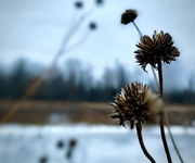 13th Jan 2023 - Winter Prairie Dried Flowers 