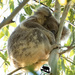 mamma Pearl by koalagardens