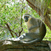 Vervet Monkey by onewing