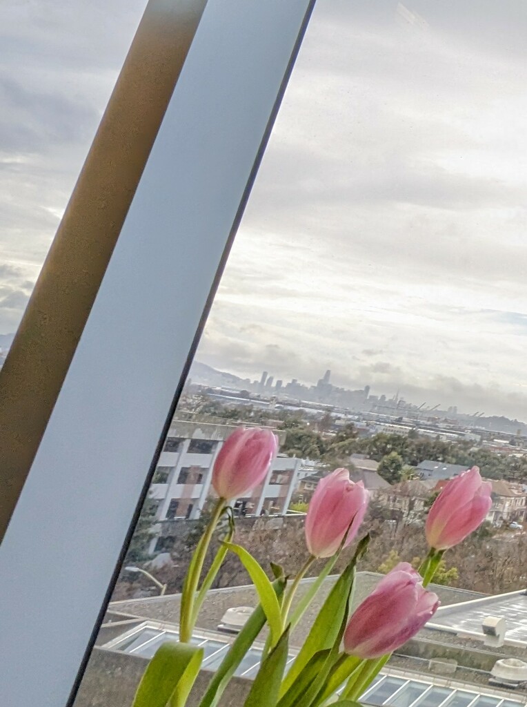 Tulips With A View by kathybc