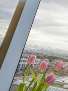 13th Jan 2023 - Tulips With A View